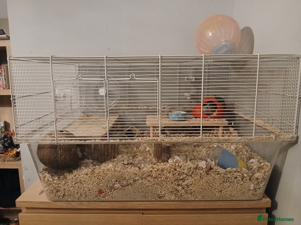 Gerbil rodents - Advert 4