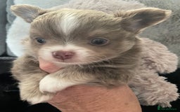 Chihuahua dogs for sale: Beautiful lilac boys  - Image 7