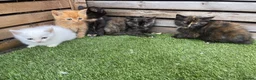 Mixed Breed cats for sale: 5 beautiful kittens - ready to leave now  - Advert 3