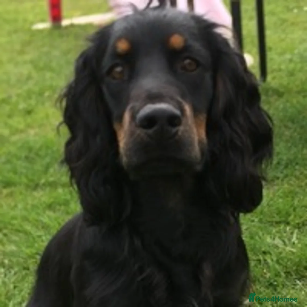 Cocker Spaniel dogs for stud: KC REGISTERED WORKING COCKER AVAILABLE AT STUD in New Milton - Advert 8