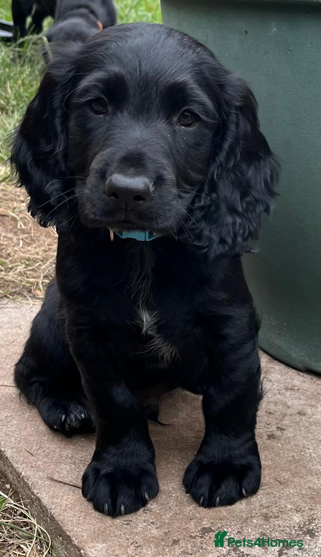 Cocker Spaniel dogs for sale: Kc Working cocker spaniel  in Exeter - Image 5