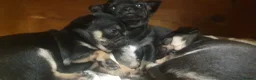 Chihuahua dogs for sale: Beautiful chihuahua puppies  - Advert 4