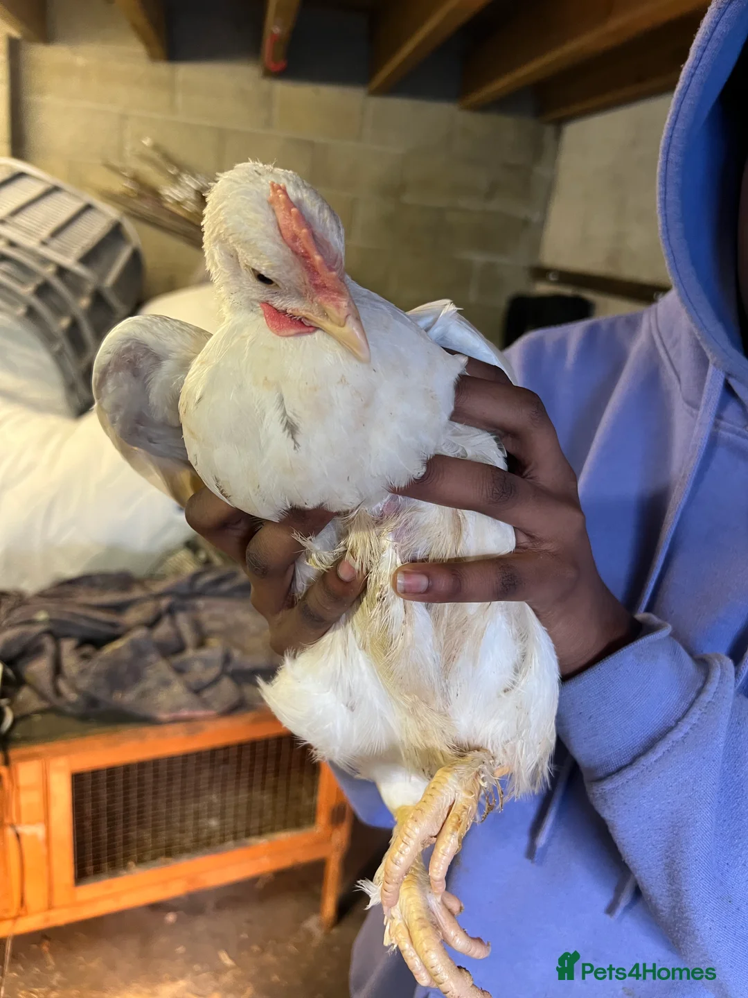 Chickens poultry for sale: White leghorns and Chicks - Advert 9