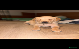 Labrador Retriever dogs for sale: Extensively health tested Labrador puppies - Image 1