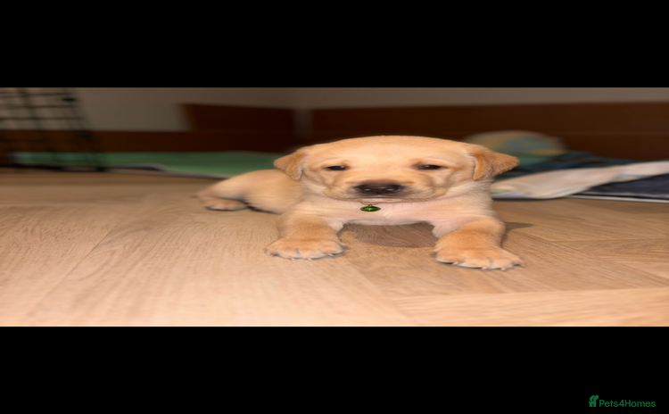 Labrador Retriever dogs - Advert 10