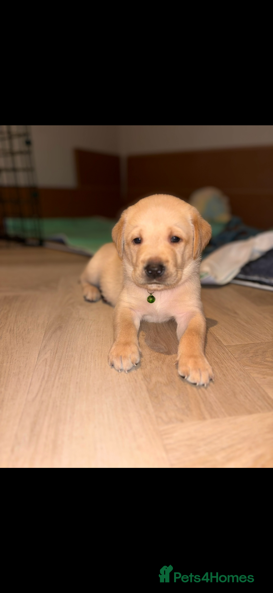 Labrador Retriever dogs for sale: Extensively health tested Labrador puppies - Image 1