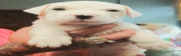 American Bully dogs for sale: American bully puppies  in Worcester - Advert 29