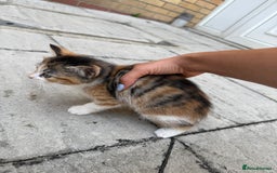 Mixed Breed cats for sale: loved and cared for kittens looking for new home🥹 - Image 14