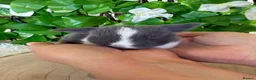 Mini Lop rabbits for sale: Pure bred miniature lop bunnies - Advert 8