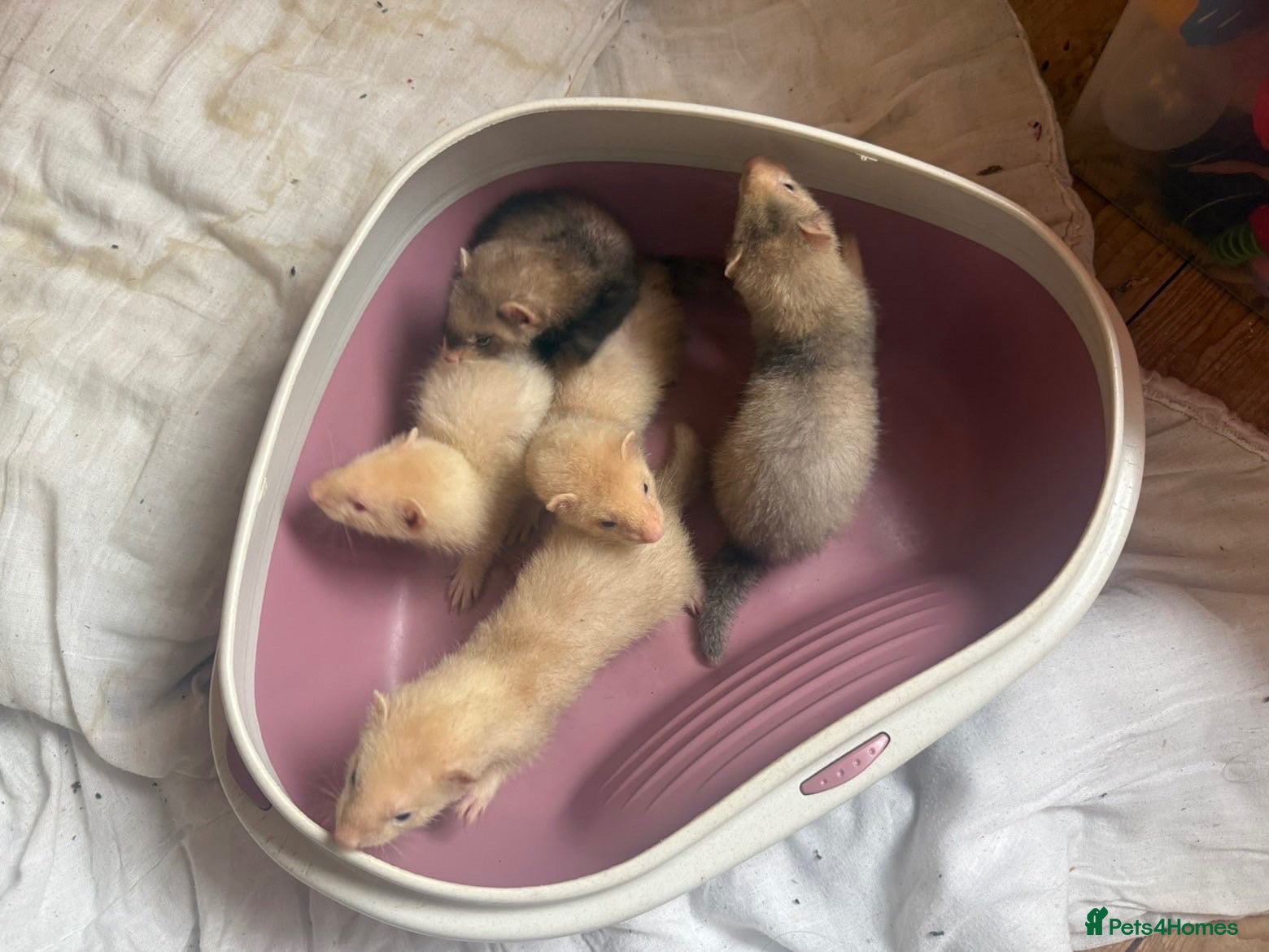 Ferret rodents new ferret litter - Advert 12