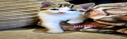 Mixed Breed cats for sale: 8 Adorable Kittens Looking for Their New Homes - Advert 22