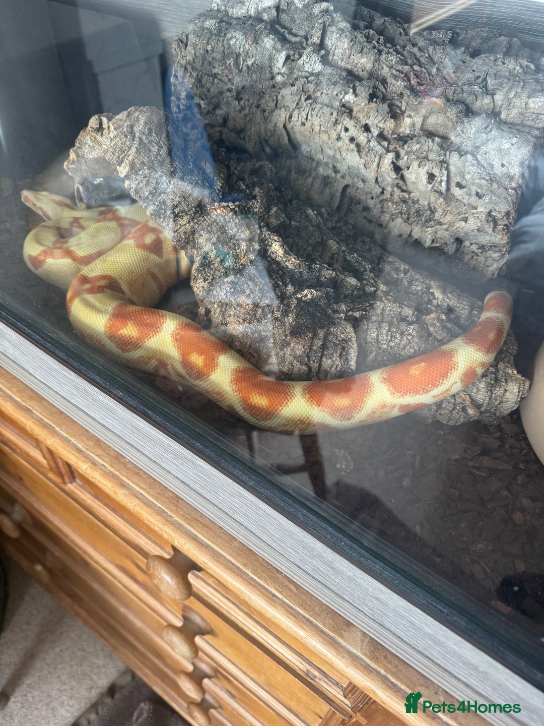 Boa Snake reptiles for sale: Male Lipstick Kahl Albino Boa  - Advert 4