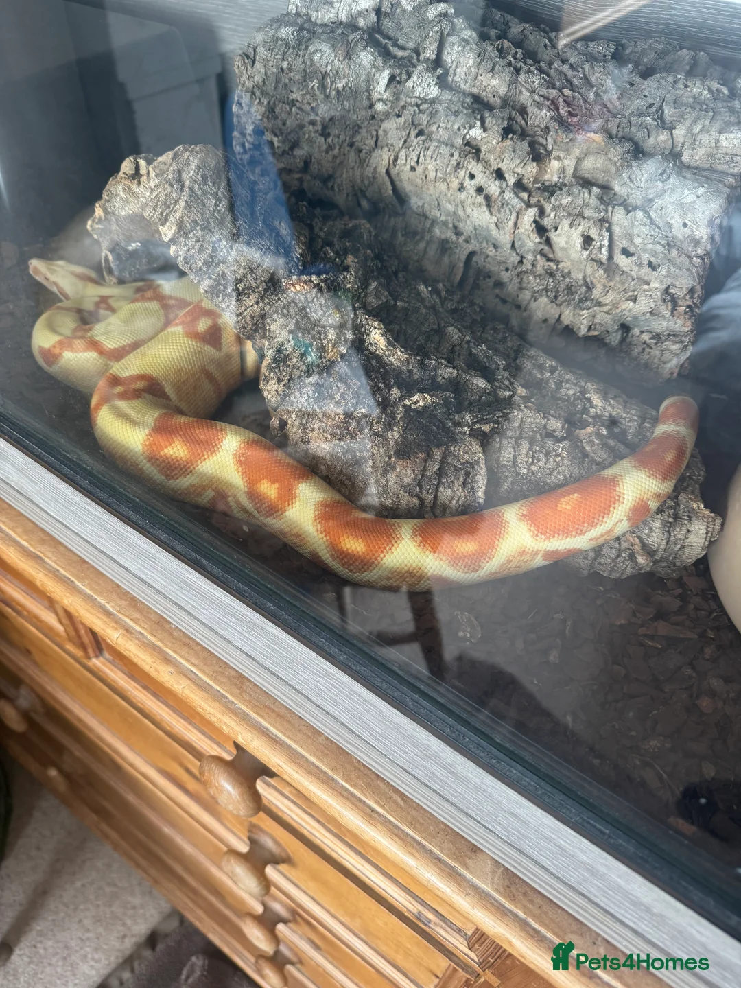 Boa Snake reptiles for sale: Male Lipstick Kahl Albino Boa  - Advert 4