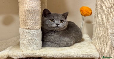 British Shorthair cats - Advert 8