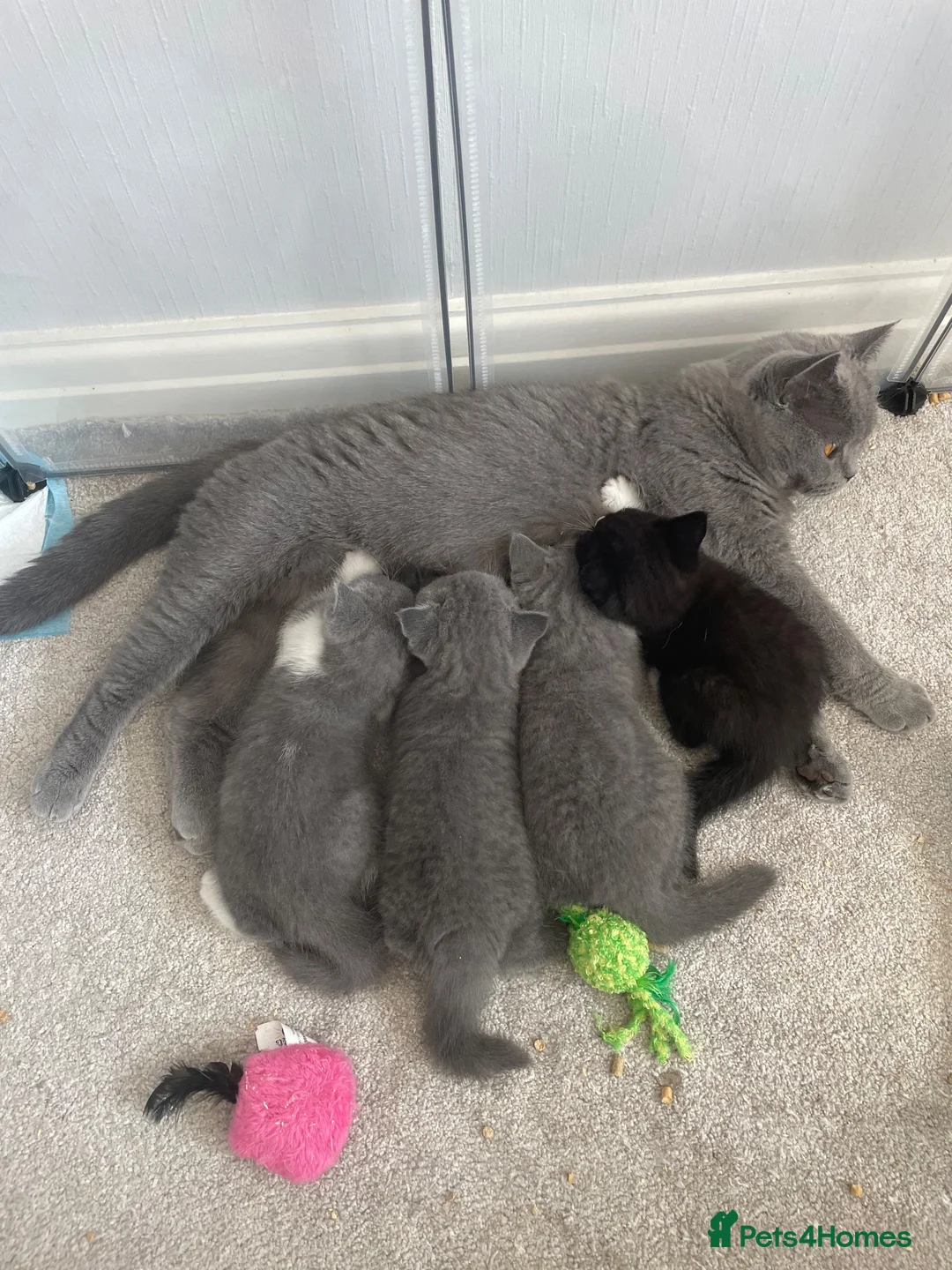 British Shorthair cats for sale: Beautiful BSH Kittens 🌺 READY NOW🌺 - Advert 11