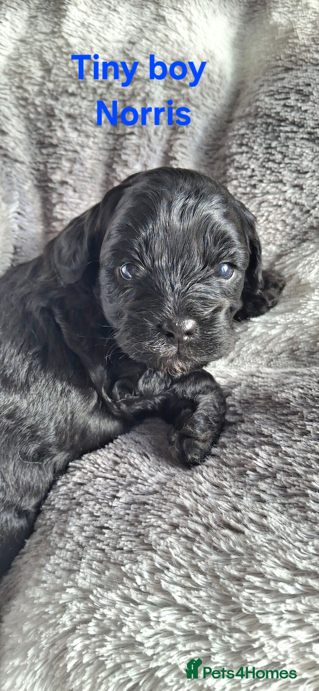 Cavapoo dogs for sale: Toy Cavapoo puppies - Image 2