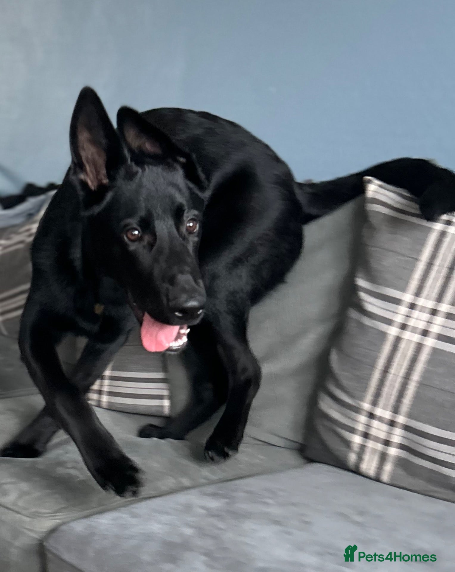 Mixed Breed dogs for sale: 6 month old Belgian malinois x German shepherd  - Advert 4