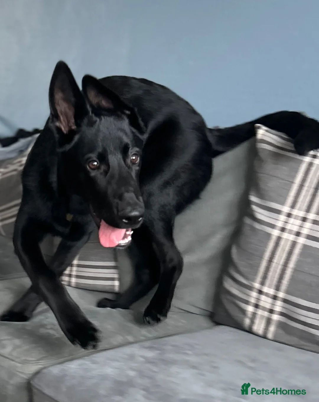 Mixed Breed dogs for sale: 6 month old Belgian malinois x German shepherd  - Advert 1