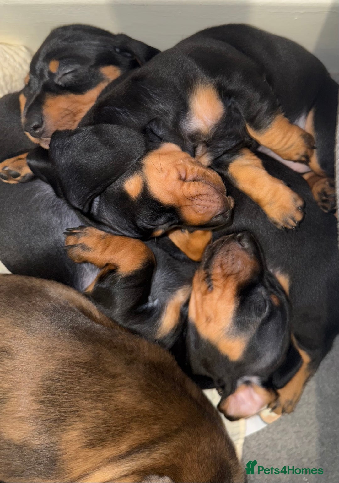 Miniature Dachshund dogs for sale: Mini dachshunds  - Image 9