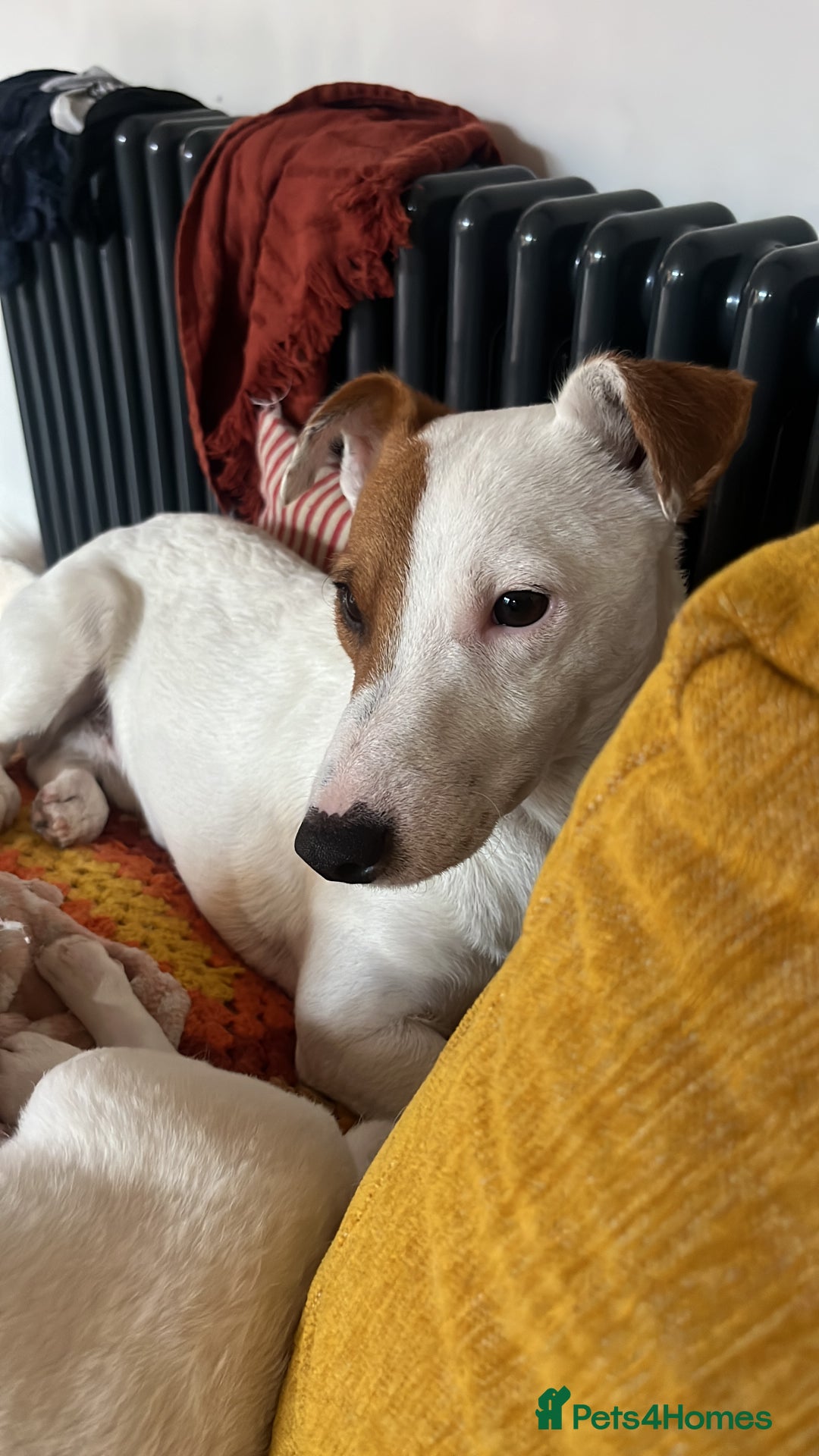 Jack Russell dogs for stud: Beautiful Jack Russell for Stud  - Image 10