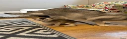 Abyssinian cats for sale: Silver Abyssinian kittens  - Advert 2