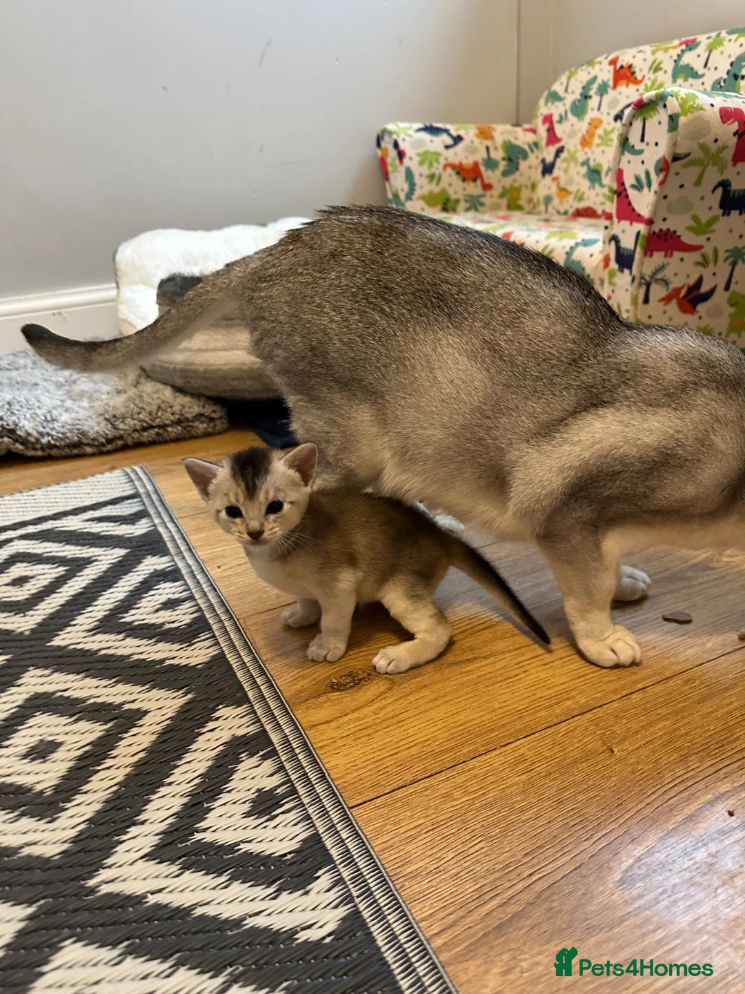 Abyssinian cats for sale: Silver Abyssinian kittens  - Advert 2