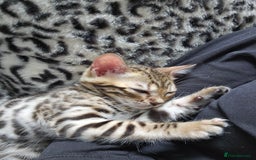 Bengal cats for sale: Outstanding kittens from Show parents. - Image 11