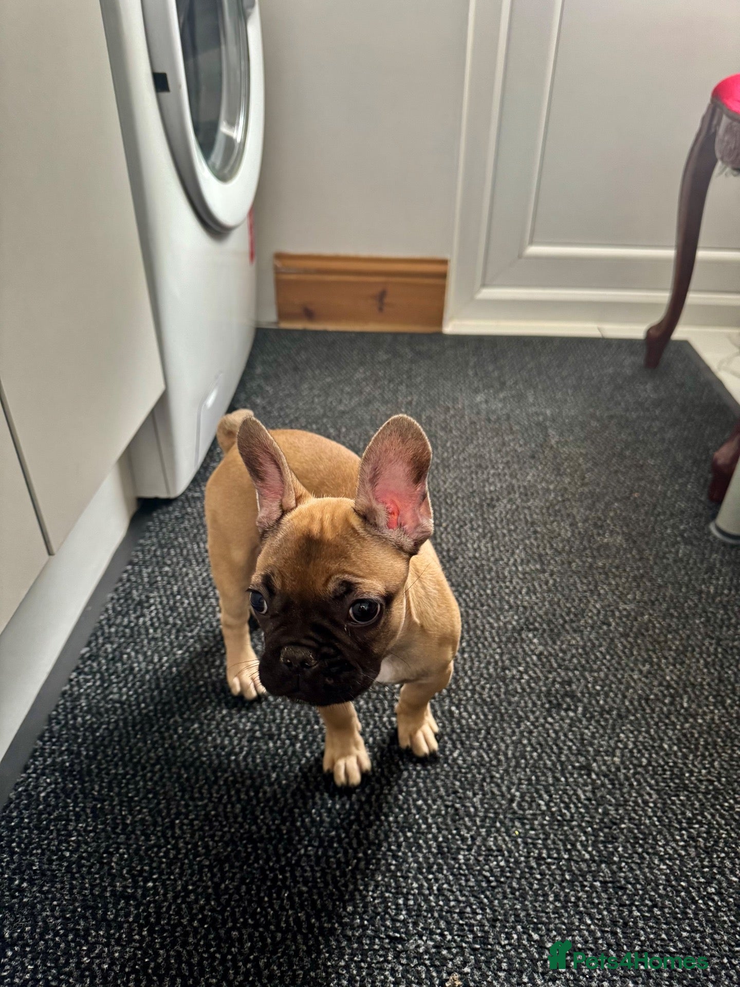French Bulldog dogs 3 French bulldog puppies ready to find their home  - Advert 1