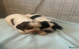 Cocker Spaniel dogs for sale: 🔥 rare coloured show type cocker spaniels  - Image 14