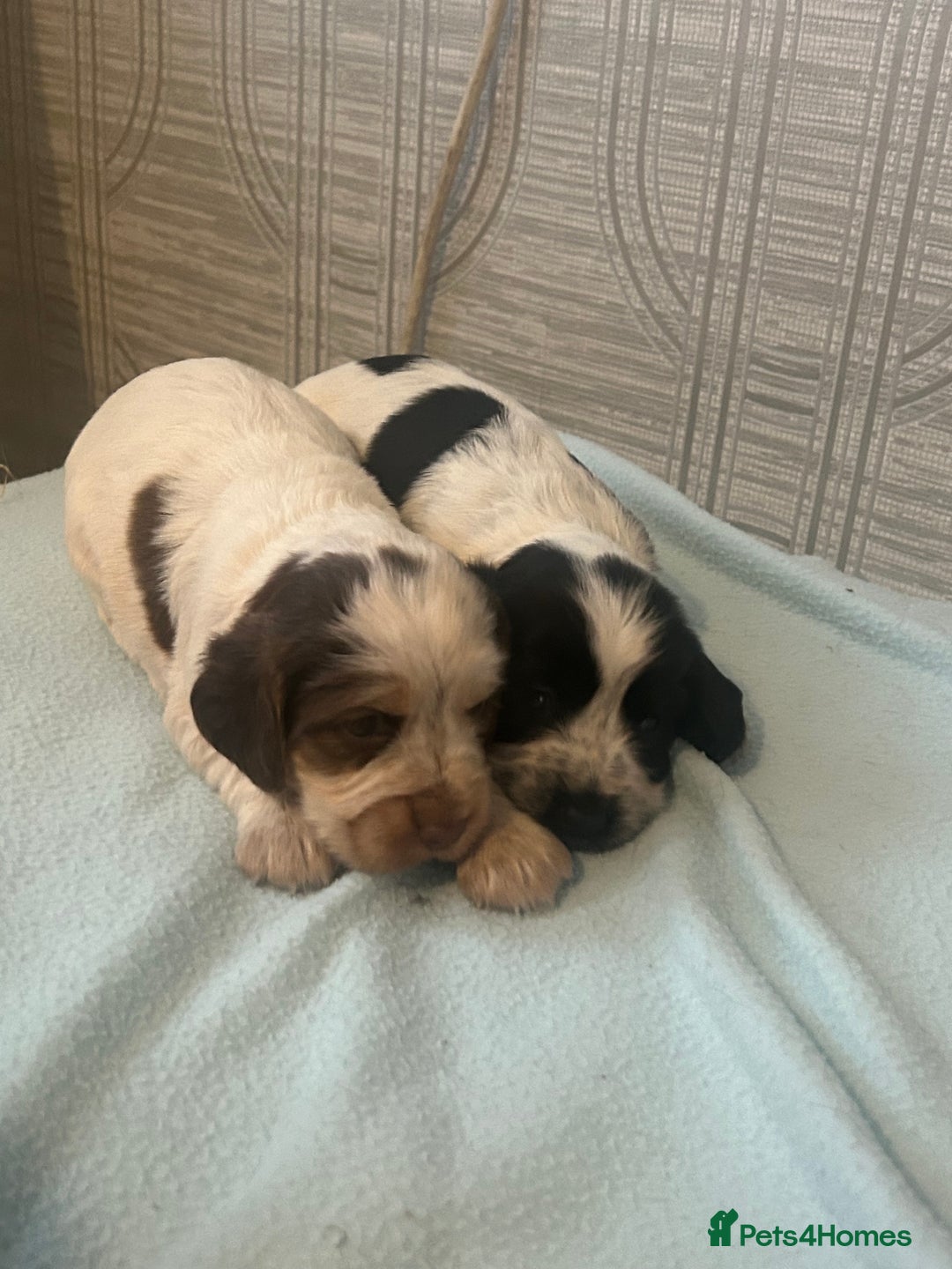 Cocker Spaniel dogs for sale: 🔥 rare coloured show type cocker spaniels  - Image 14