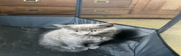 Mixed Breed cats for sale: Half breed British shorthair blues - Advert 11
