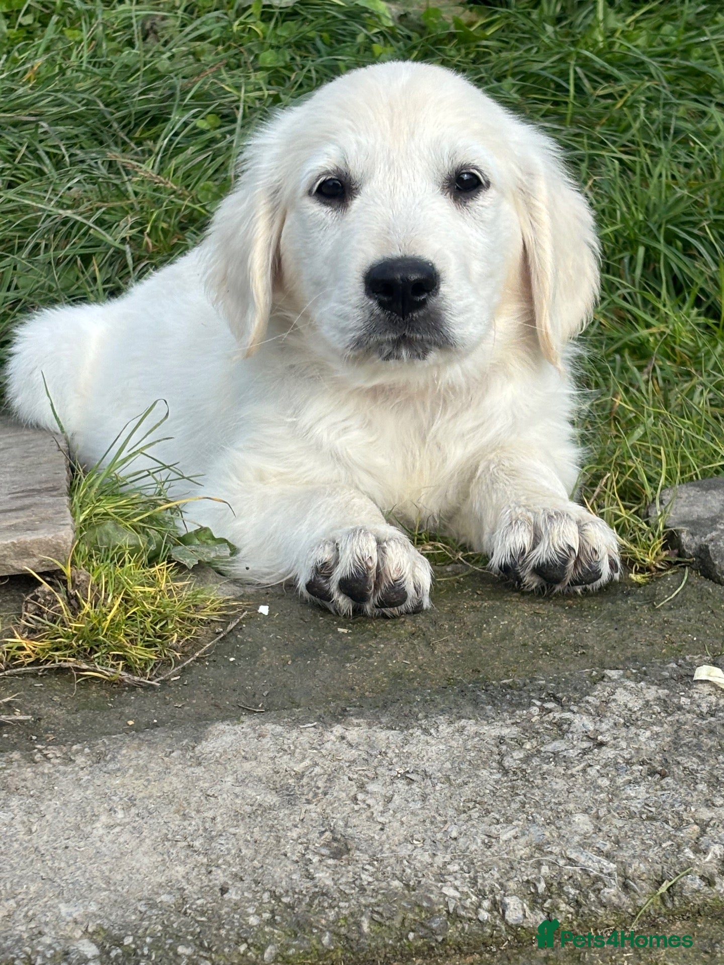Golden Retriever dogs Kc golden retriever pups health tested parents - Advert 2