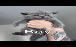 British Shorthair cats for sale: Blue British Shorthair kittens in Walsall - Image 3