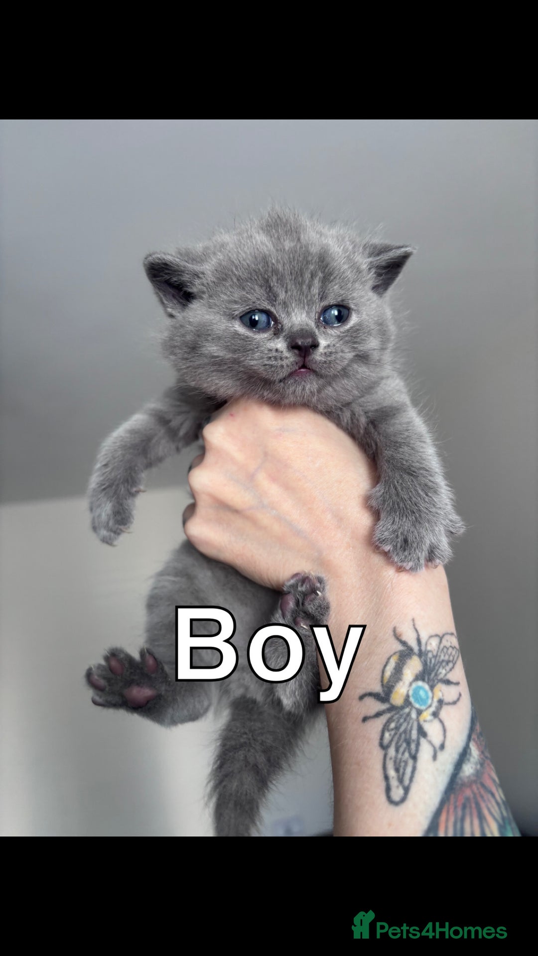 British Shorthair cats for sale: Blue British Shorthair kittens in Walsall - Image 3