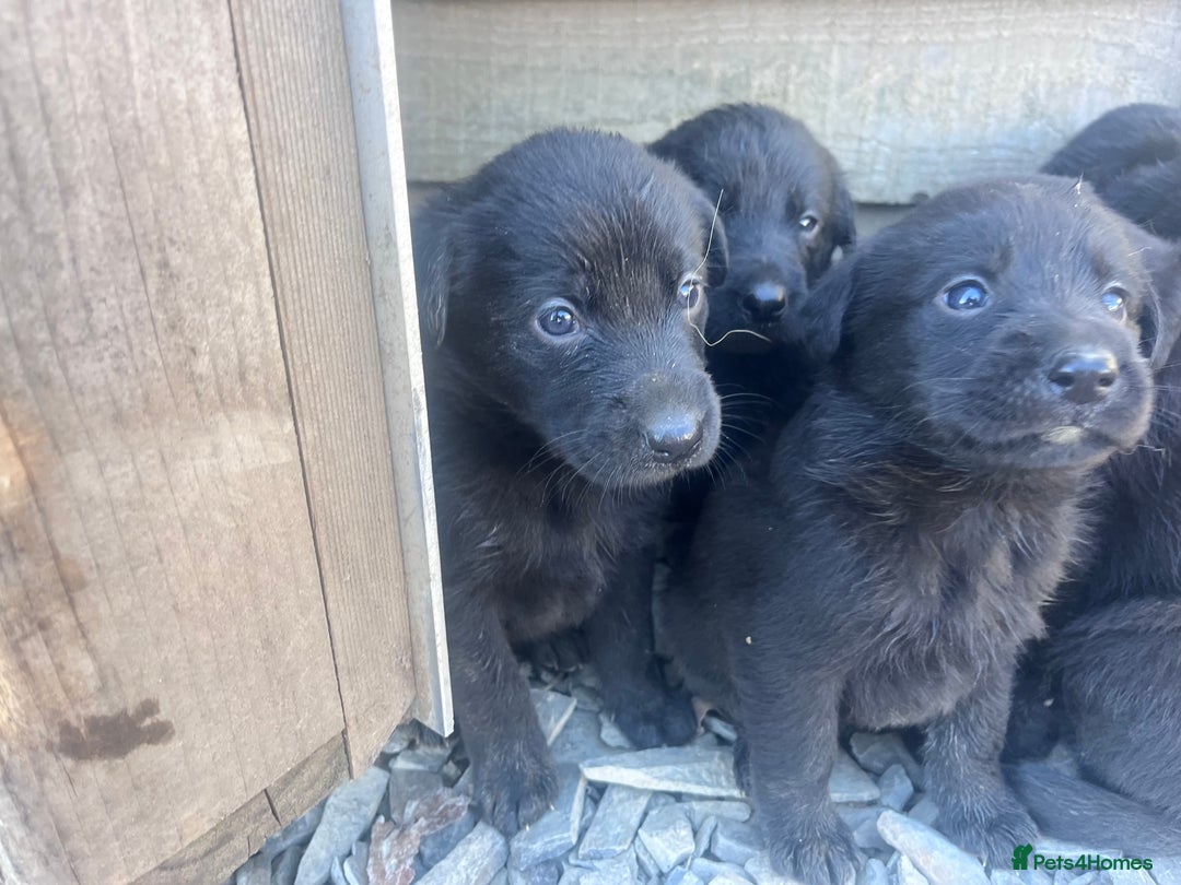 Labrador Retriever dogs for sale: Incredible repeat mating  - Image 13