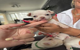 Chihuahua dogs for sale: 🐶 tiny chihuahua pups - Image 4