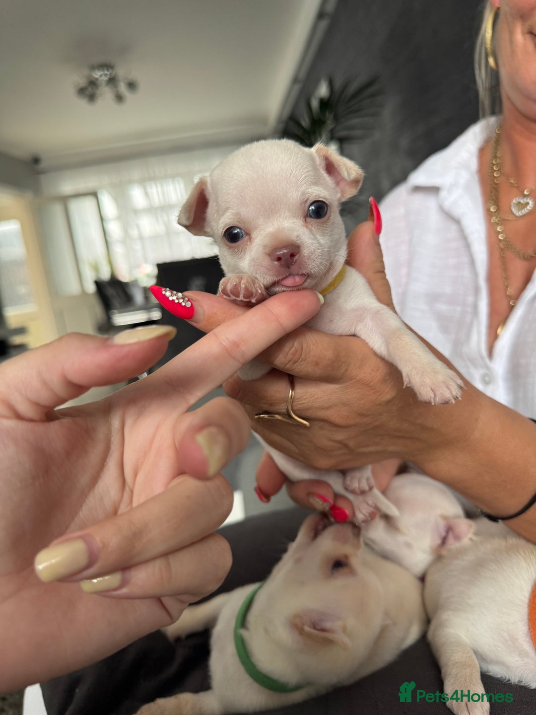 Chihuahua dogs for sale: 🐶 tiny chihuahua pups - Image 4