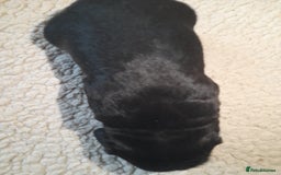 Sprocker dogs for sale: Gorgeous Merle Sprockers.  - Image 21