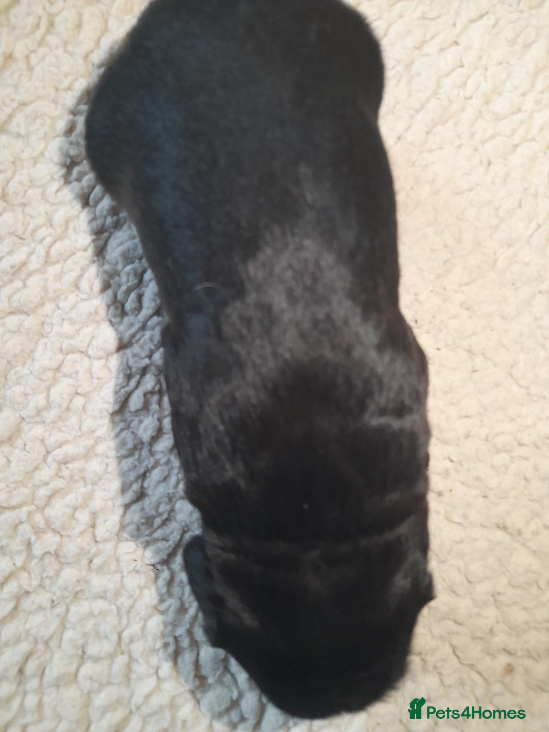 Sprocker dogs for sale: Gorgeous Merle Sprockers.  - Image 21