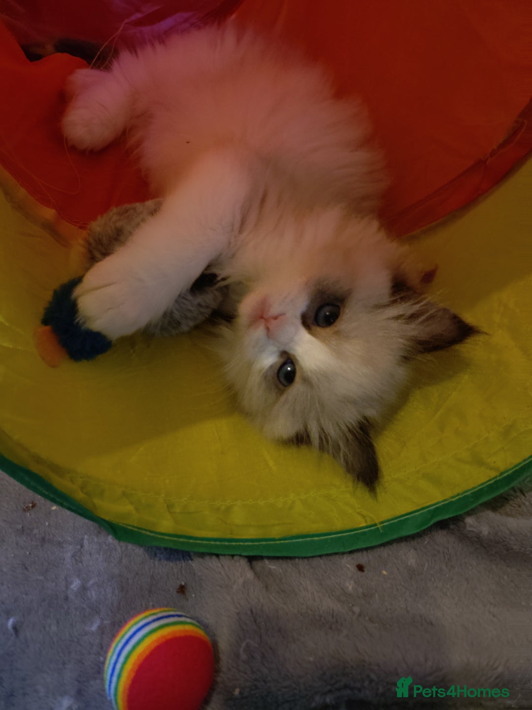 Ragdoll cats for sale: Ragdoll kittens GCCF registered ONE GIRL LEFT £995 - Advert 14