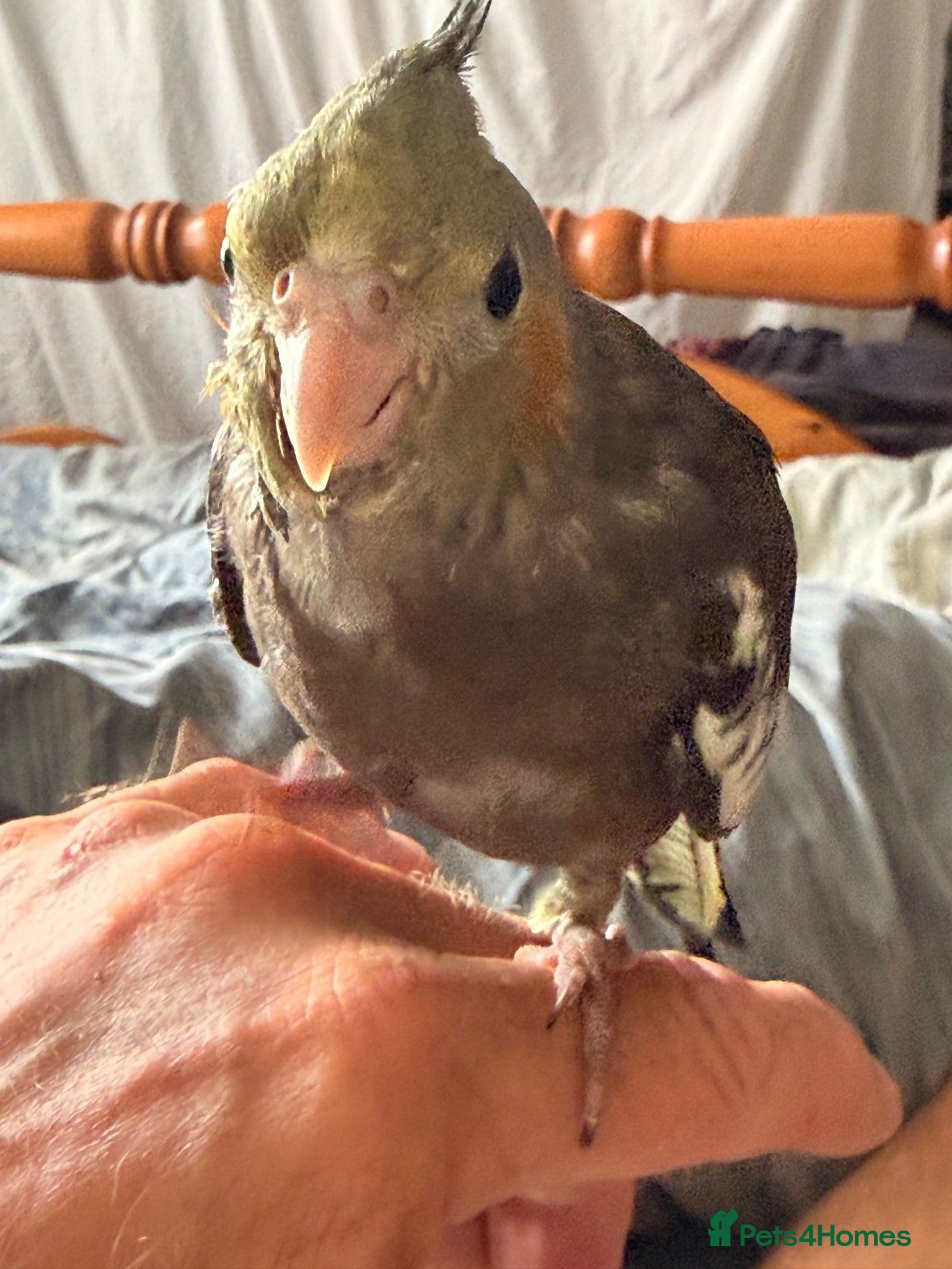 Cockatiels birds Male Tame Cockatiel 8 weeks old  - Advert 1