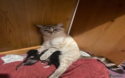 Mixed Breed cats for sale: kittens  - Image 7