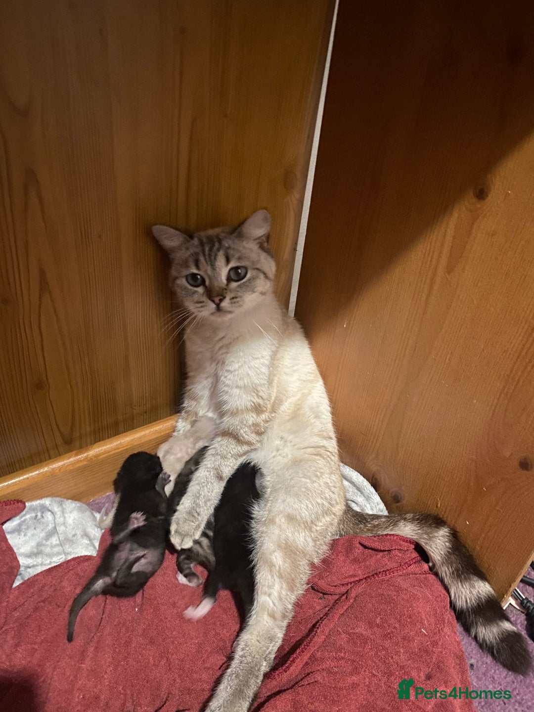 Mixed Breed cats for sale: kittens  - Image 7