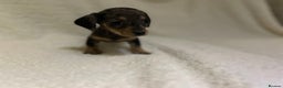 Miniature Dachshund dogs for sale: ****true to type mini dachshund *** - Advert 11