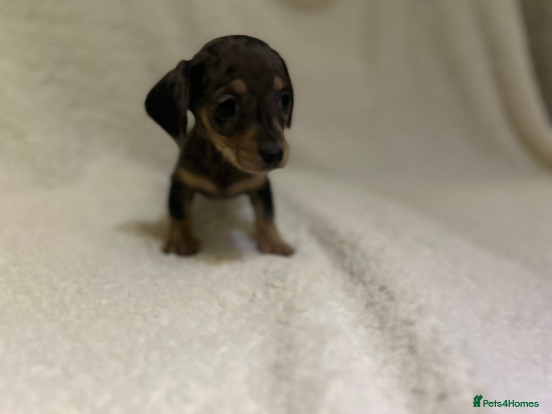Miniature Dachshund dogs for sale: ****true to type mini dachshund *** - Advert 11