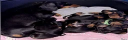 Miniature Dachshund dogs for sale: 6 smooth haired miniature dachshunds! - Advert 2