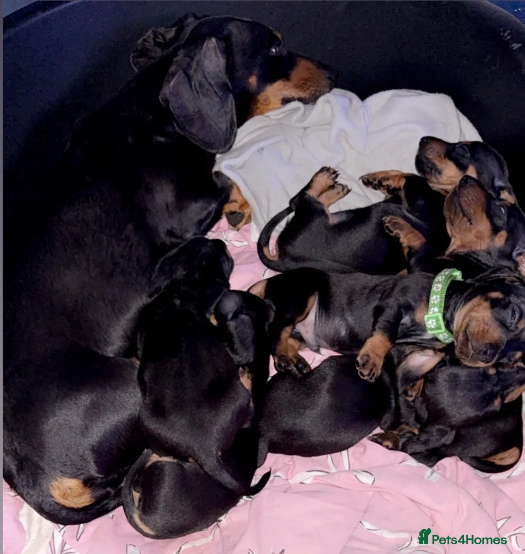 Miniature Dachshund dogs for sale: 6 smooth haired miniature dachshunds! - Advert 2