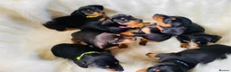 Miniature Dachshund dogs for sale: STUNNING Miniature Dachshund Puppies!!! - Advert 3