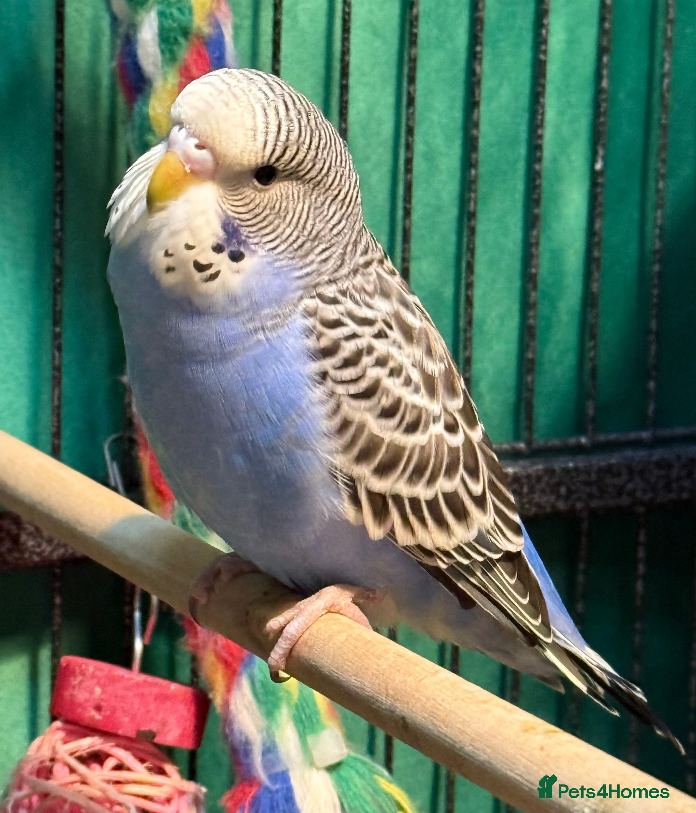 Budgerigars birds female budgies for sale 4 months old  - Advert 11