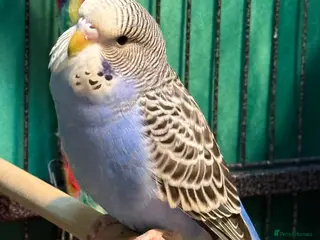 Budgerigars birds female budgies for sale 4 months old - Advert 11